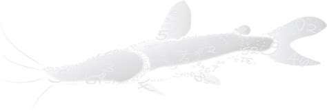 Amazon Fish Project .